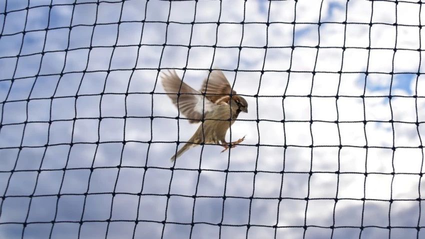 Anti Bird Nets & Supplier